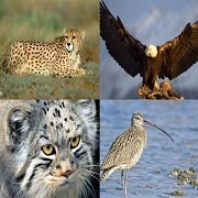 چند گونه جانوری ایران در خطر انقراض قرار دارد؟